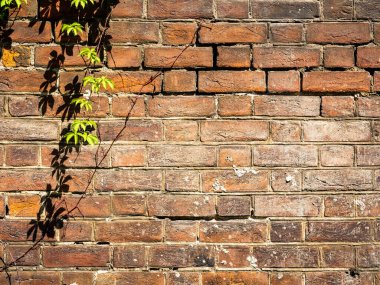 Kırmızı tuğla duvarda üzüm dalı ya da sarmaşık bitkisi, soyut doğal arkaplan