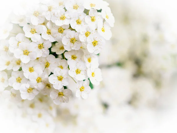 Ein Spirea Blütenstrauch Nahaufnahme Foto Mit Kopierraum — Stockfoto