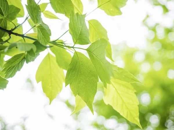 Petite Branche Arbre Avec Des Feuilles Vertes Fraîches Dans Jour Images De Stock Libres De Droits