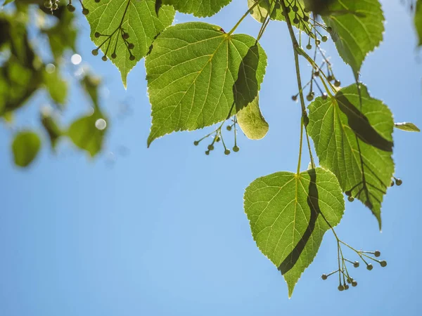 초여름의 나뭇잎 연결되어 — 스톡 사진