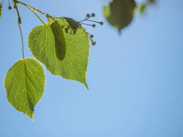 Árbol Tilo Hojas Verdes Sobre Fondo Azul Del Cielo Principios —  Fotos de Stock