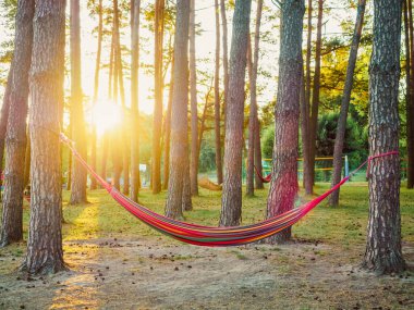 Altın güneş ışığı altındaki bir göl kıyısındaki bir yaz ormanında çam ağaçları arasında dinlenmek için renkli bir hamak. Yavaş yaşam ve açık hava eğlencesi kavramı