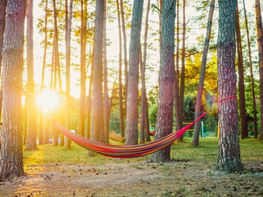 Altın güneş ışığı altındaki bir göl kıyısındaki bir yaz ormanında çam ağaçları arasında dinlenmek için renkli bir hamak. Yavaş yaşam ve açık hava eğlencesi kavramı