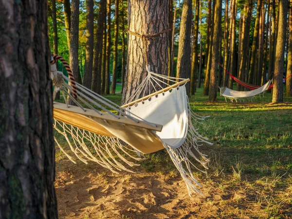 White hammocks hanging between the pine trees in a summer forest on lakeshore. Slow life and outdoor recreation concept