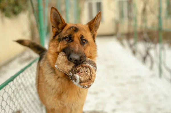 German Shepherd dog as a house guard bring a piece of wood