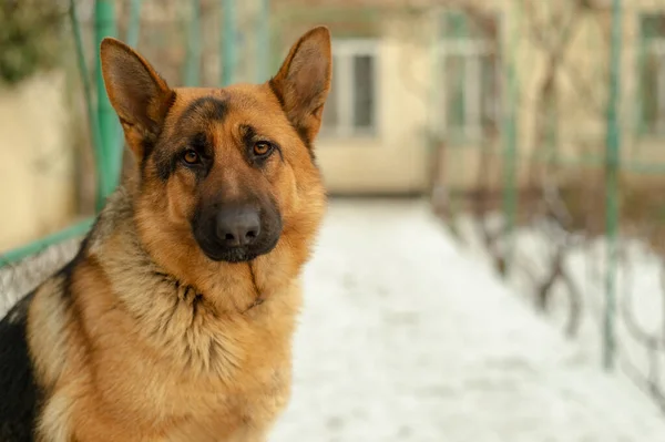 German Shepherd dog as a house guard