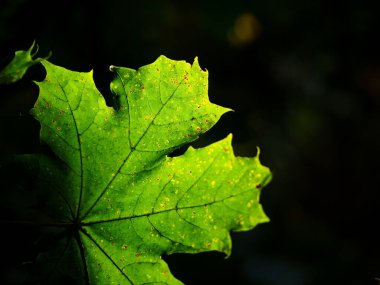 green maple leaf on dark background in a sunny day in early autumn season