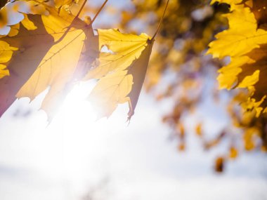 Sarı güzel sonbahar akçaağaç yaprakları, sonbahar parkında güneşli arka planda. Altın sonbahar ve bokeh arkaplanı 