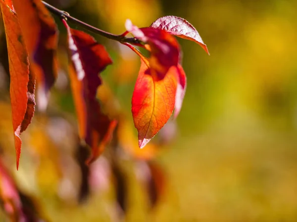 Euonymus Shrub Red Leaves Close Photo Fall Colors Background Red — Stock fotografie