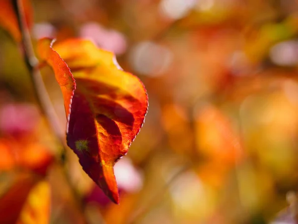 Euonymus Shrub Red Leaves Close Photo Fall Colors Background Red — 스톡 사진