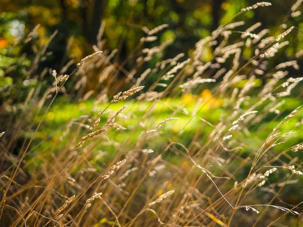 Časný Podzim Suchá Tráva Rozmazaným Lesem Pozadí Zblízka Fotografie Slunečním — Stock fotografie