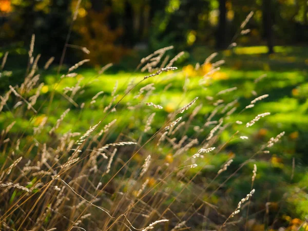 Časný Podzim Suchá Tráva Rozmazaným Lesem Pozadí Zblízka Fotografie Slunečním — Stock fotografie