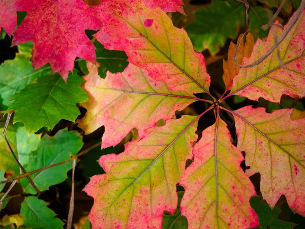 Red Oak Leaves Forest Colorful Autumn Season Fall Nature Colors —  Fotos de Stock