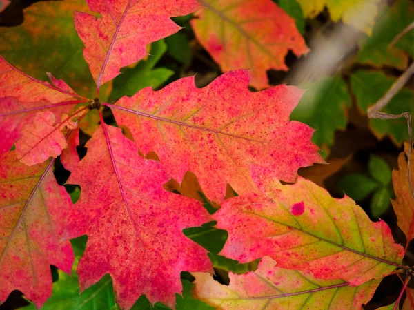 Red Oak Leaves Forest Colorful Autumn Season Fall Nature Colors —  Fotos de Stock