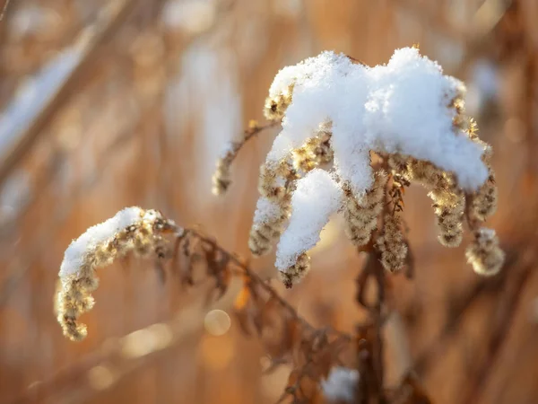 Dry Grass Covered Snow Outdoor Close View Winter Season — Stockfoto