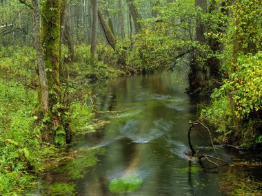 river in a wild deep forest in autumn season in a foggy day
