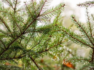 morning dew on spruce tree branches in autumn forest