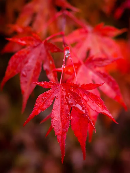 red maple tree leaves , close up photo of beautiful red autumn foliage. natural vibrant fall season colors