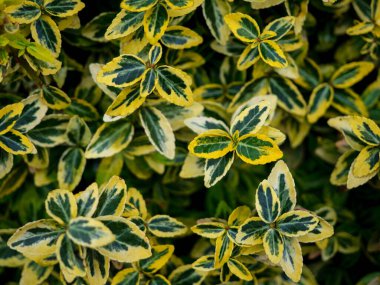 Japanese Spindle Plant Compact Evergreen Variegated Shrub, close up photo of green and yellow leaves in a outdoor garden. Euonymus Harlequin