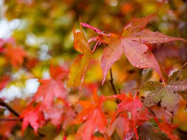 red maple tree leaves , close up photo of beautiful red autumn foliage. natural vibrant fall season colors