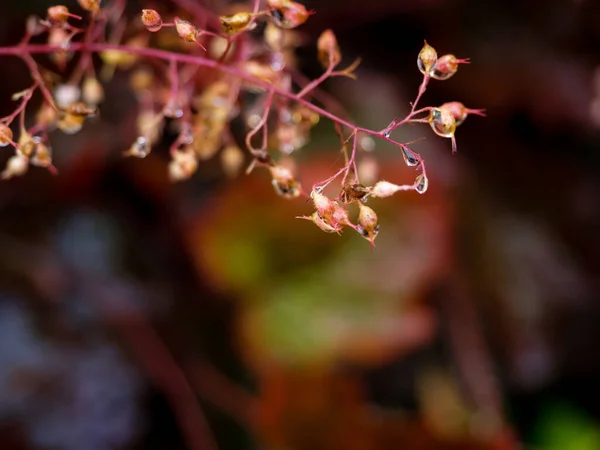 Wet Tiny Twig Garden Plant Water Drops Rain Moody Autumn — Zdjęcie stockowe