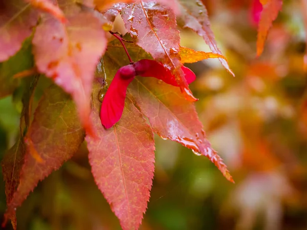 Red Maple Tree Leaves Close Photo Beautiful Red Autumn Foliage — 스톡 사진