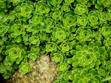 Stonecrop in outdoor garden, ornamental garden plant. Sedum prominent (Sedum spectabile). Close up image, selective focus.