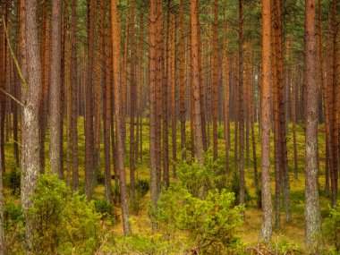 autumn pine tree deep forest, moody woods, fall season weather