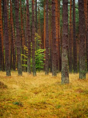 lone deciduous tree growing between high pine trees in a deep pine forest