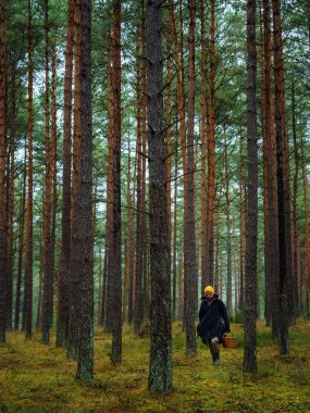 one person searching for a mushrooms in an autumn deep forest. mushroomer in a woods