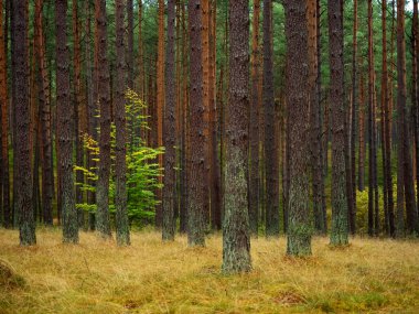 lone deciduous tree growing between high pine trees in a deep pine forest