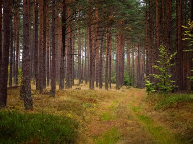 autumn pine tree deep forest, moody woods, fall season weather