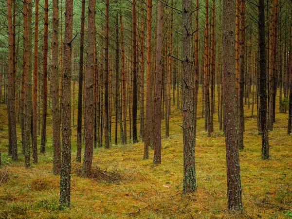 Autumn Pine Tree Deep Forest Moody Woods Fall Season Weather — Zdjęcie stockowe