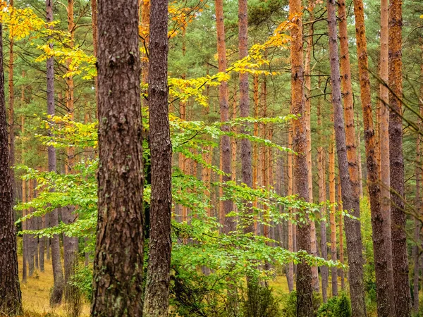 Lone Deciduous Tree Growing High Pine Trees Deep Pine Forest — Fotografia de Stock