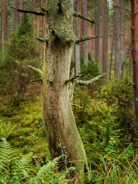 Tronc Arbre Dans Une Forêt Profonde Humide Automne Par Jour — Photo
