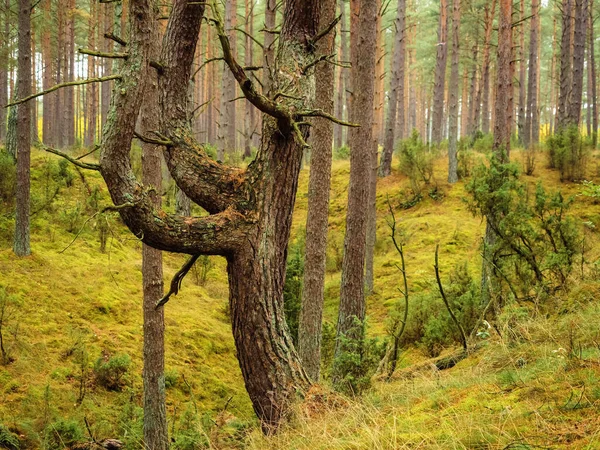 Pnia Drzewa Głębokim Humorzastym Lesie Sezonie Jesiennym Deszczowy Dzień Dzika — Zdjęcie stockowe
