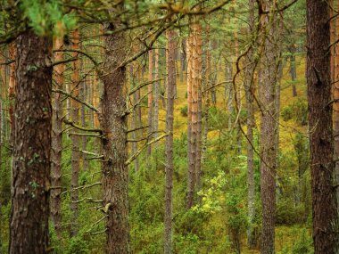 Sonbahar mevsiminde yağmurlu bir günde kasvetli bir ormanda ağaç gövdesi. vahşi doğa arka planı