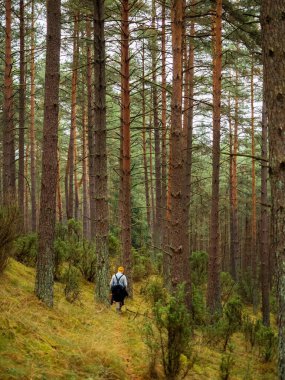 one person searching for a mushrooms in an autumn deep forest. mushroomer in a woods
