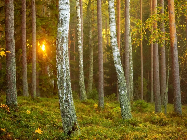 Berkenbomen Een Dennenbos Een Zonnige Herfstochtend Boomstammen Natuur Achtergrond — Stockfoto