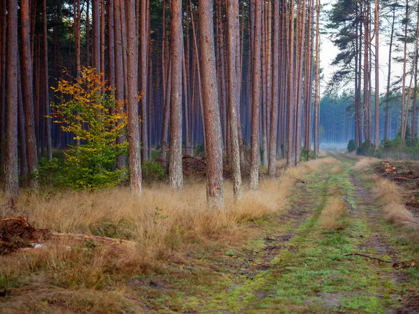 Route Dans Une Forêt Profonde Automne Sentier Randonnée Dans Une — Photo