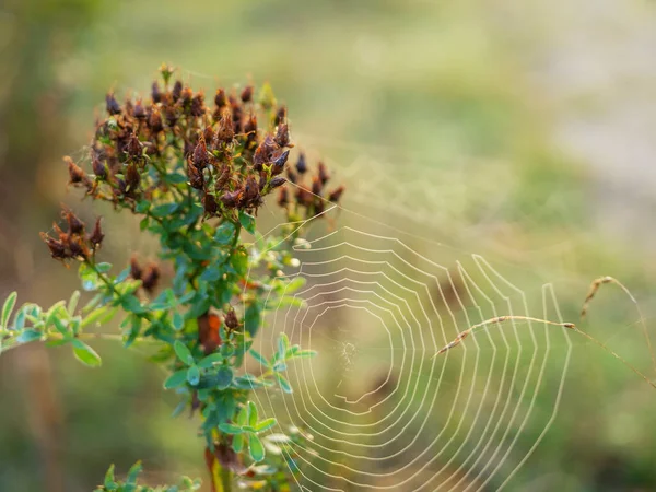 Flor Silvestre Seca Con Telaraña Araña Bosque Mañana Cerca Fondo — Foto de Stock