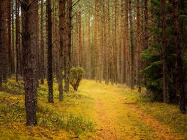 autumn pine tree deep forest, moody woods, fall season weather