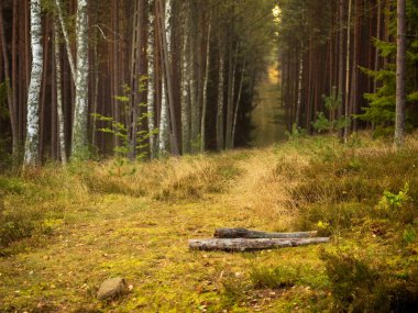 autumn pine tree deep forest, moody woods, fall season weather