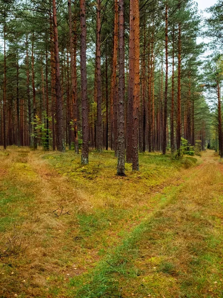 Autumn Pine Tree Deep Forest Moody Woods Fall Season Weather — Photo