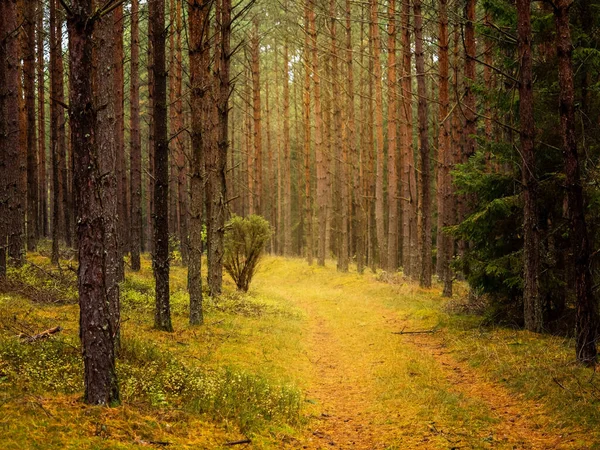 Autumn Pine Tree Deep Forest Moody Woods Fall Season Weather — Photo