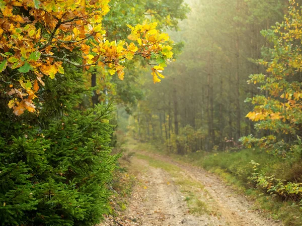 Route Dans Une Forêt Profonde Automne Sentier Randonnée Dans Une — Photo
