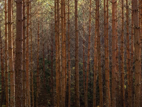 Autumn Pine Tree Deep Forest Moody Woods Fall Season Weather — Stockfoto