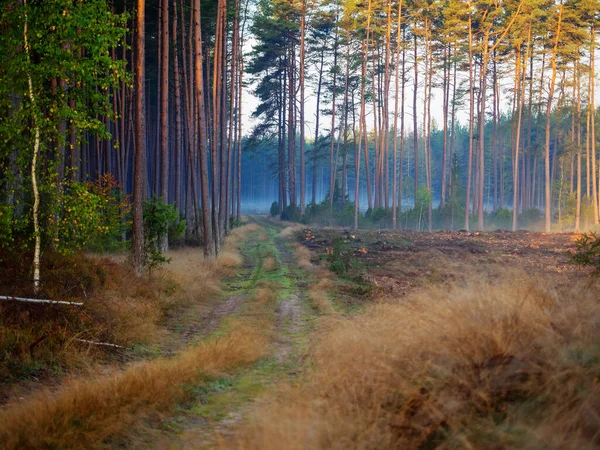 Estrada Uma Floresta Profunda Outono Caminho Caminhada Uma Estação Outono Fotos De Bancos De Imagens