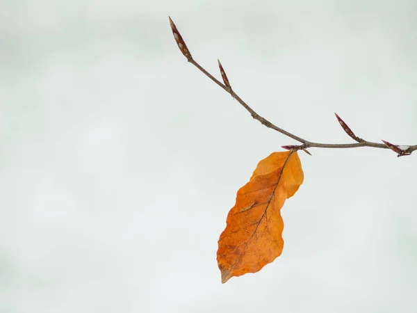 겨울철에 눈으로 잎들은 사진을 — 스톡 사진