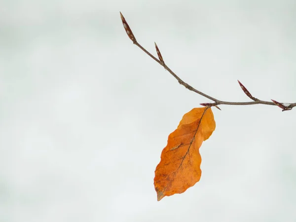 Las Hojas Secas Amarillas Sobre Rama Del Árbol Cubierto Nieve —  Fotos de Stock